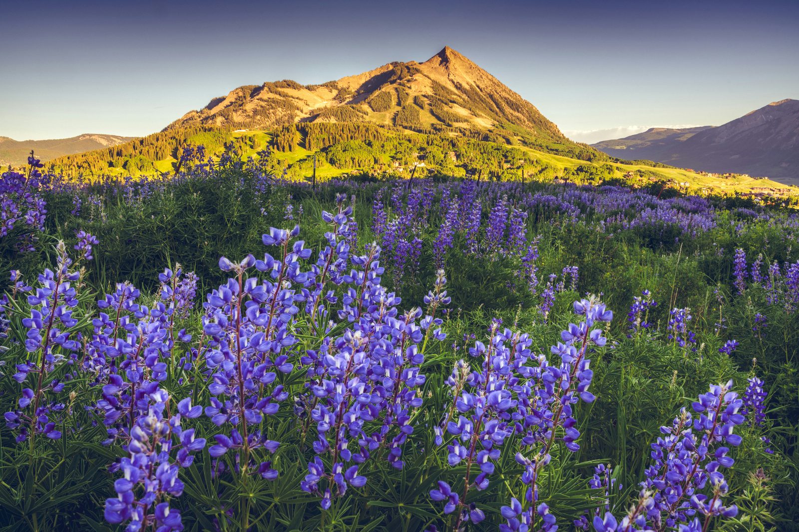 Crested Butte summer wildflowers and mountain scenery